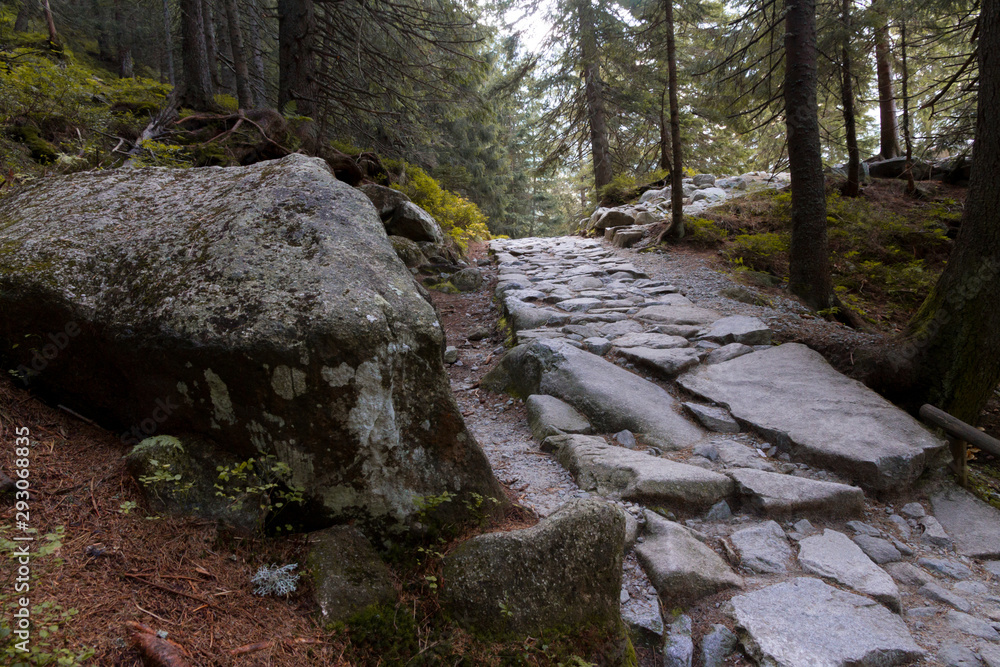 calm path made of rocks in the forest calm path made of rocks in the forest