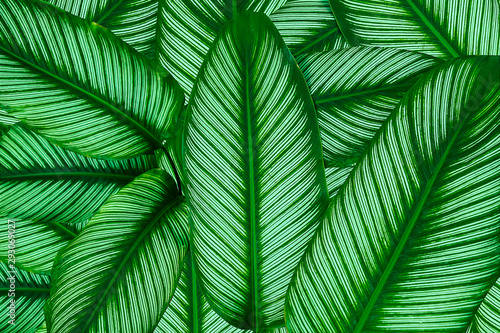 Natural green leaves for the background