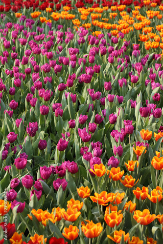 orange and purple tulip field in spring