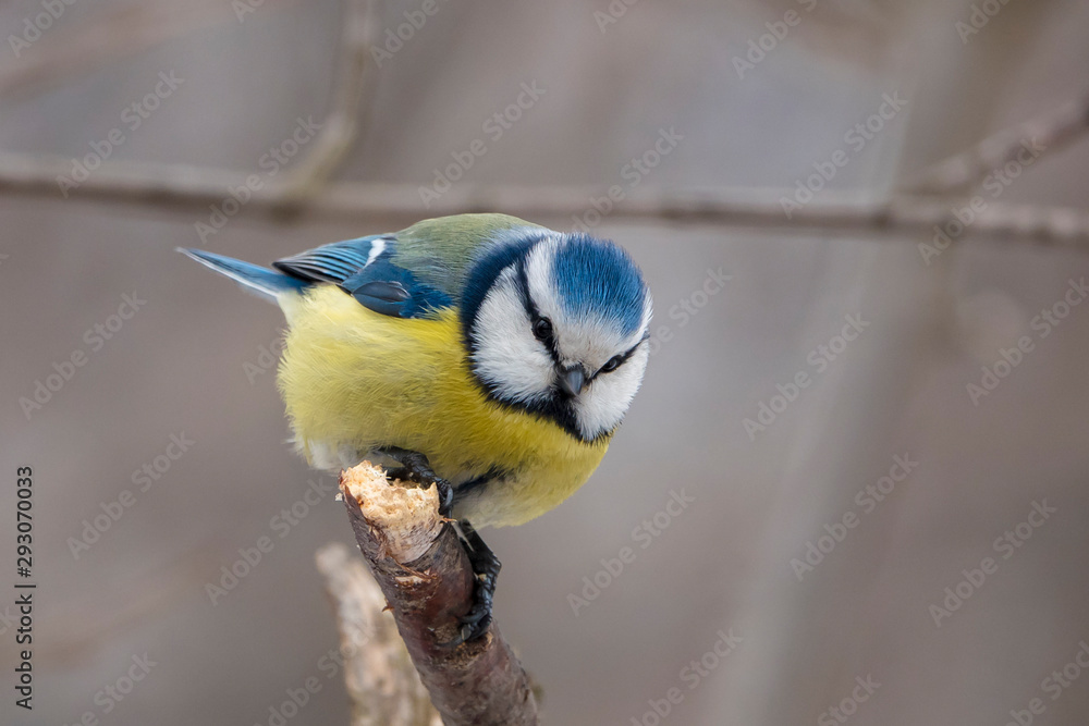 Obraz premium Spring