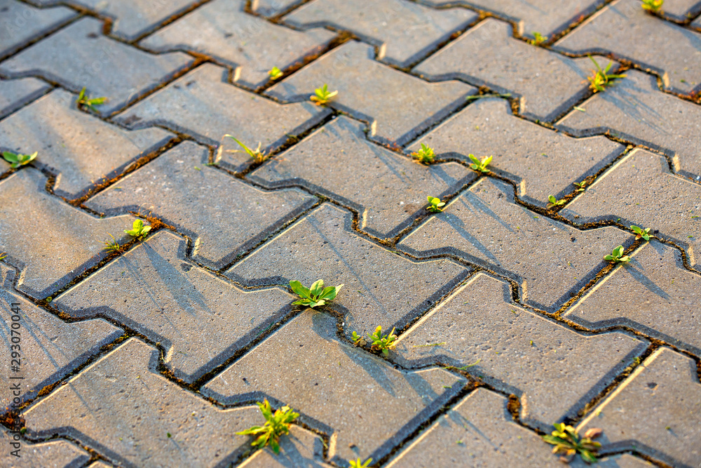 Weed plants growing between concrete pavement bricks. foto de Stock ...