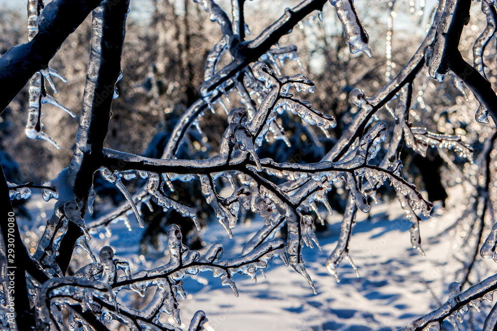 Ice covered tree branches after ice rain in a city park Ice covered tree branches after ice rain in a city park