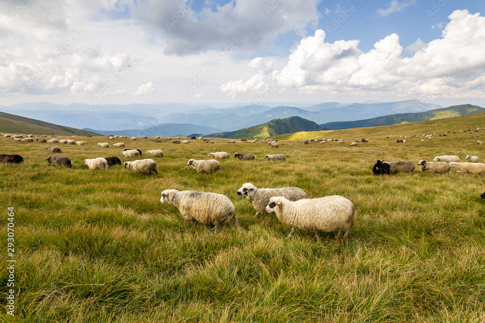 Herd of farm sheep grazing on green mountain pasture. Herd of farm sheep grazing on green mountain pasture.
