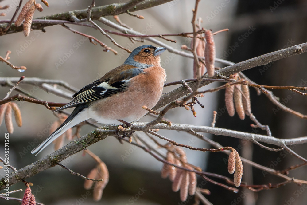 Fototapeta premium Spring