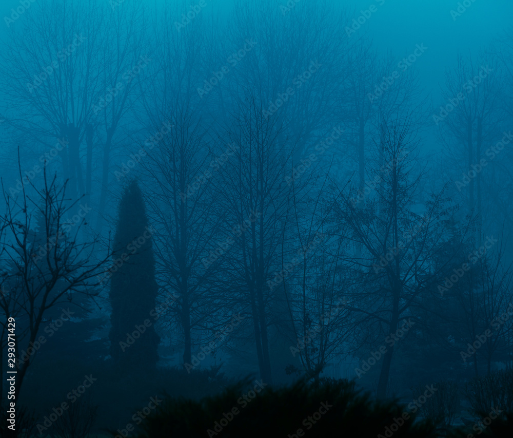 Foggy silhouettes of trunks and branches