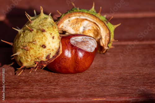 Edle Rosskastanie in pieksig-stacheliger Schale mit spitzen Dornen und Stacheln wartet auf einem Tisch darauf von Kindern zum Basteln und kreativen Gestalten verwendet zu werden