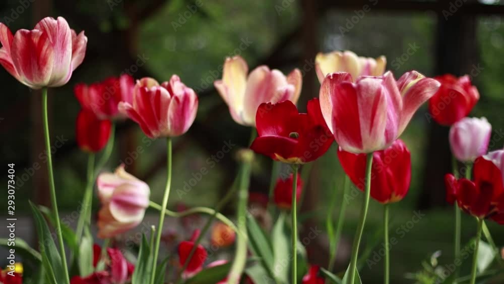 Beautiful colorful tulips flowers bloom in spring garden on light breeze Beautiful colorful tulips flowers bloom in spring garden on light breeze