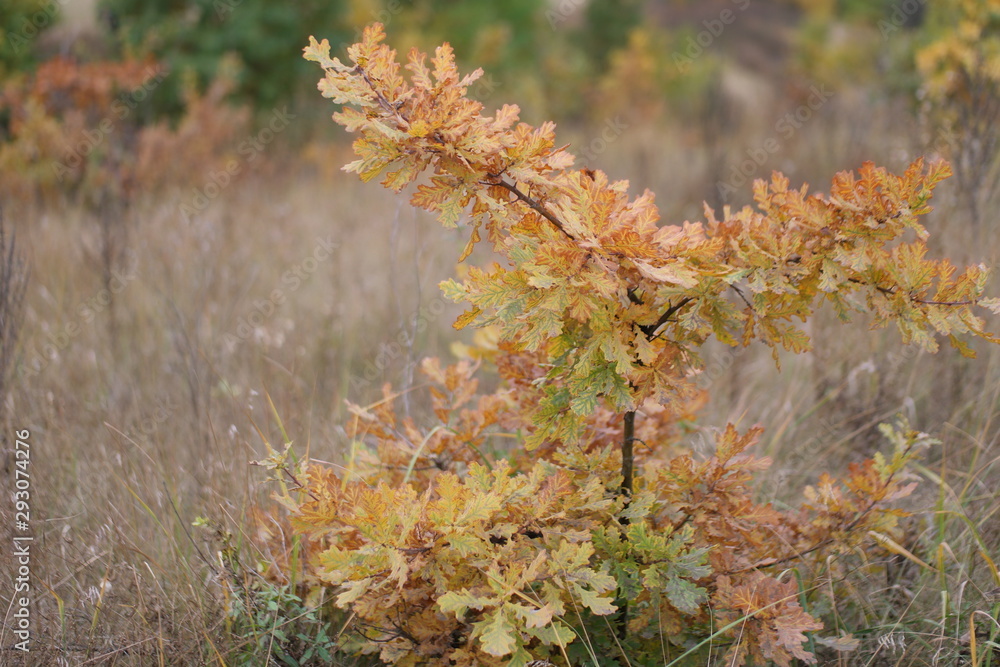autumn leaves on tree autumn leaves on tree