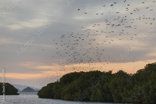 Fox bat flying in the sunset sky. Island flying fox or variable flying fox Pteropus hypomelanus. Bats Leave Kalong Island for mainland every night in migration photo