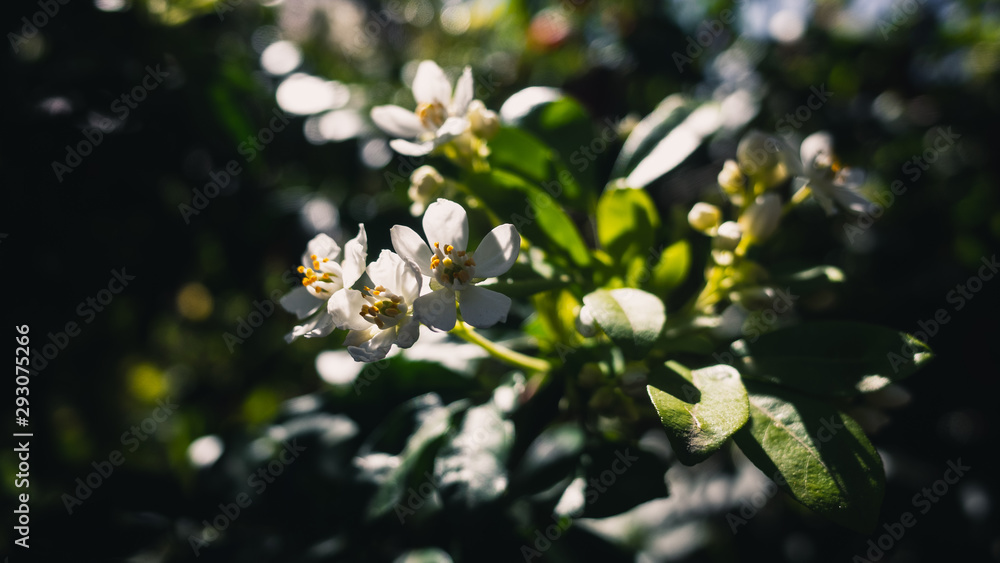 Fototapeta premium white flowers of a tree