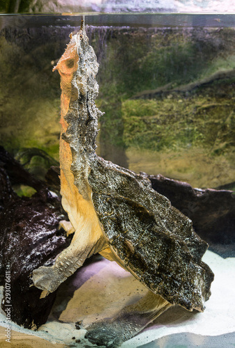 Fringed turtle (Chelus fimbriatus) in the aquarium breathing air photo