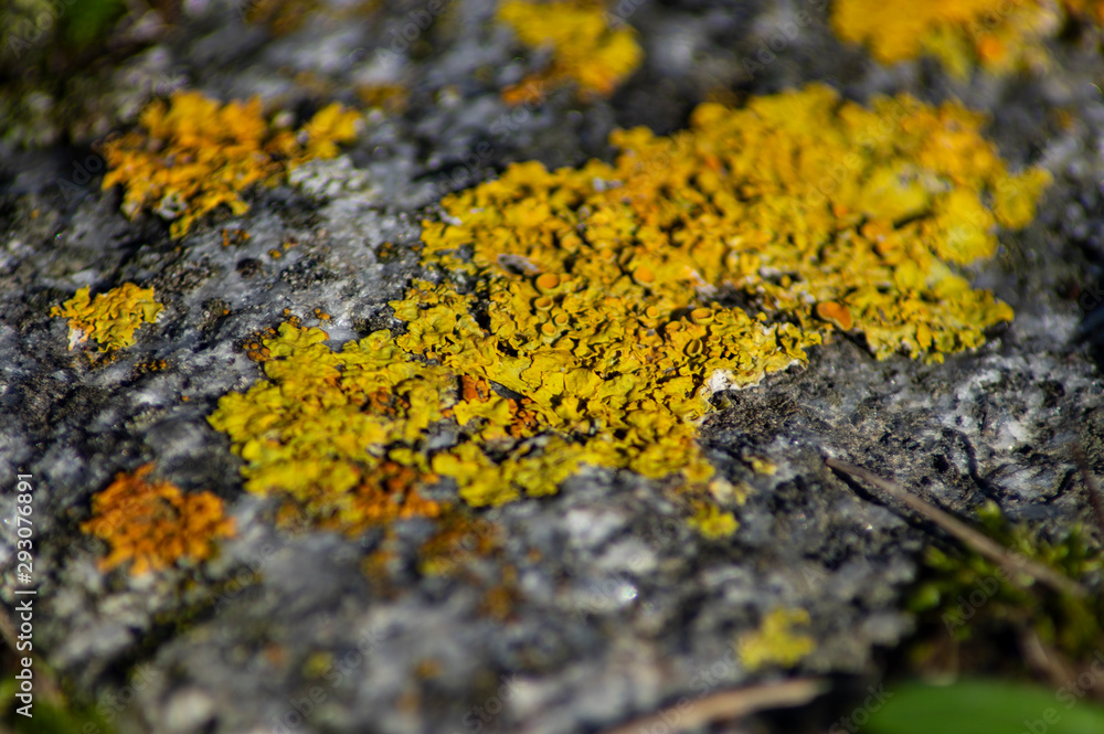 yellow braids and green moos on a granite rock yellow braids and green moos on a granite rock