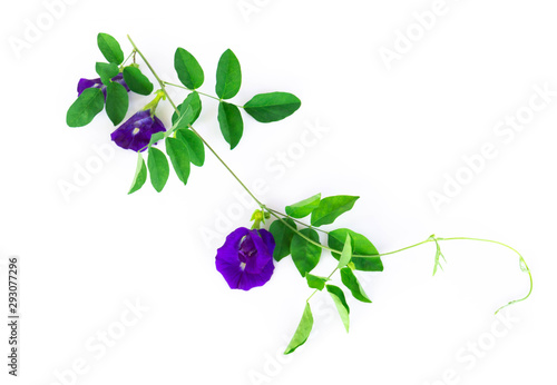 Canvas Print Butterfly pea flower with green branch on white background, herb and medical con