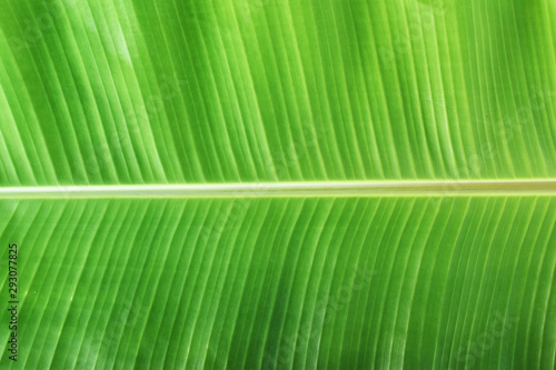  Green banana leaf