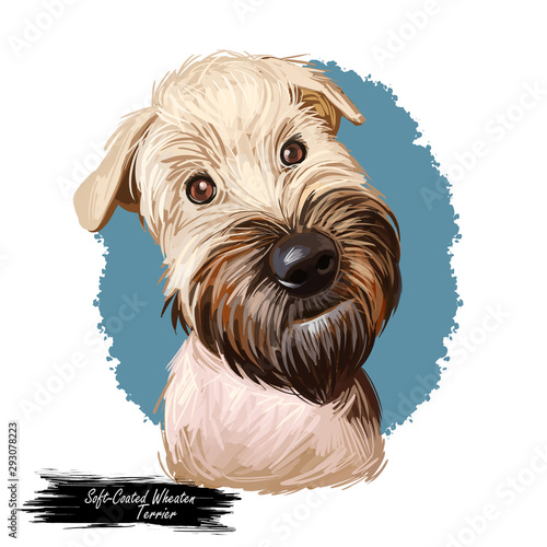 Soft coated wheaten terrier with long haired coat digital art. Closeup of watercolor portrait of pet with furry muzzle, hand drawn canine