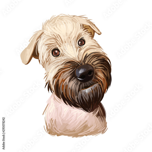 Soft coated wheaten terrier with long haired coat digital art. Closeup of watercolor portrait of pet with furry muzzle, hand drawn canine
