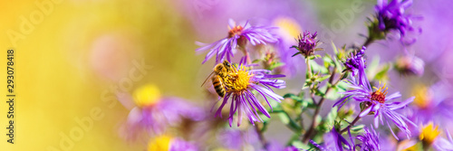 Billede på lærred Honey bee pollinating purple aster flower in autumn fall garden nature background