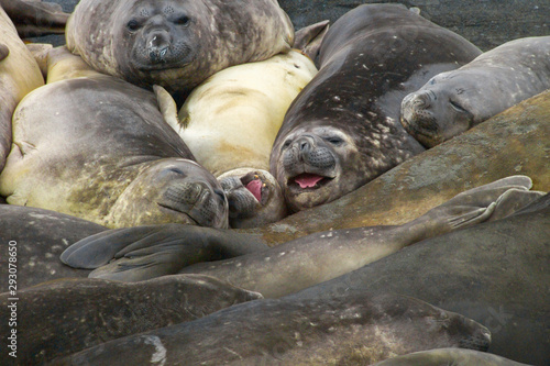 Southern elephant seals Macquarie Island