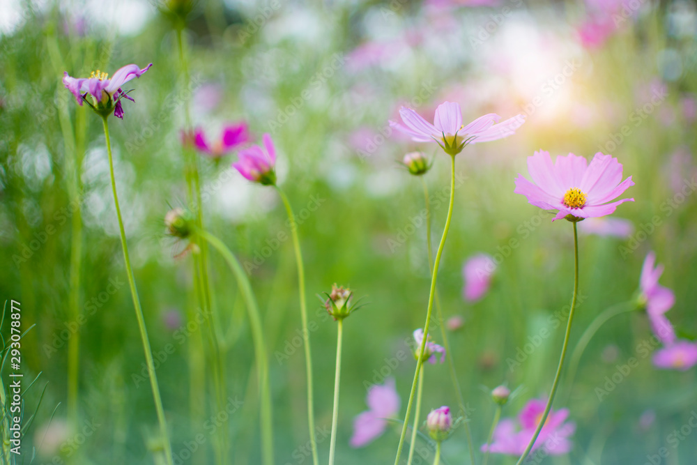 Selective focus of purple cosmos flowers in sunset with bokeh Selective focus of purple cosmos flowers in sunset with bokeh