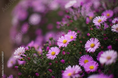 purple bush chrysanthemum grow in the garden close-up © Omega