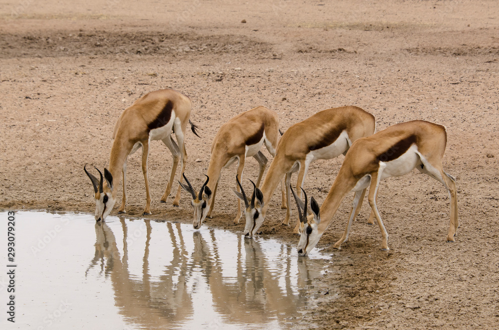 Springbok, Antidorcas marsupialis, Afrique du Sud Springbok, Antidorcas marsupialis, Afrique du Sud