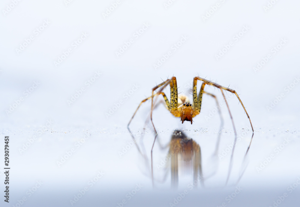 spider reflection