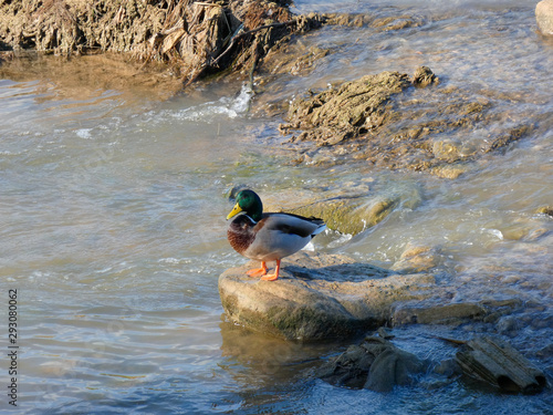 Patos en el río Llobregat, en el Baix Llobregat, muy cerca de la desembocadura en el mar mediterráneo