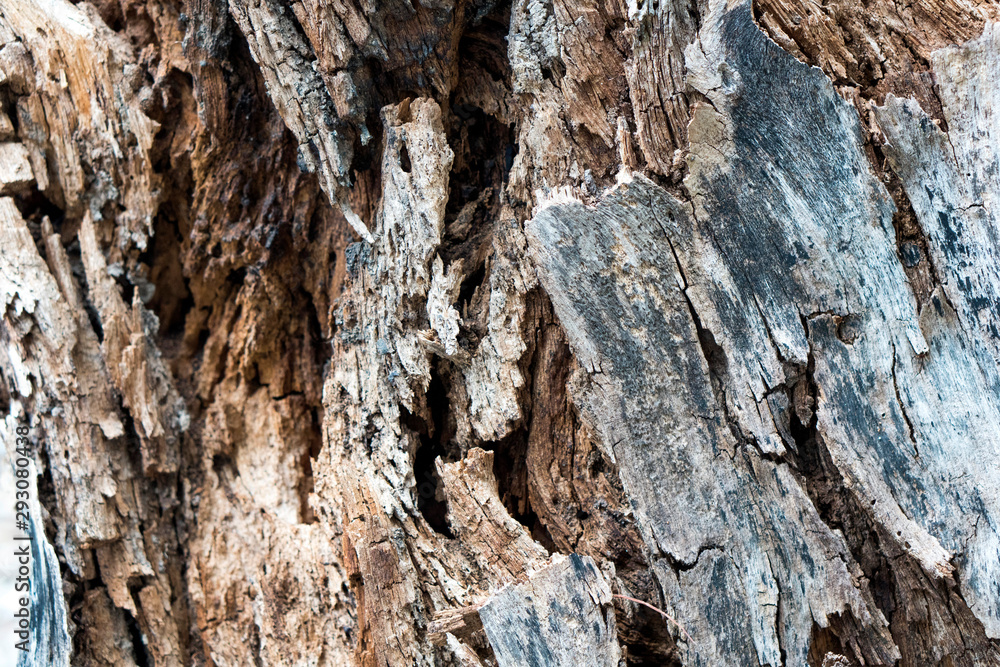 Old wood texture decay Old wood texture decay