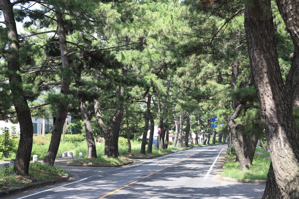 旧東海道 知立の松並木 旧東海道 知立の松並木
