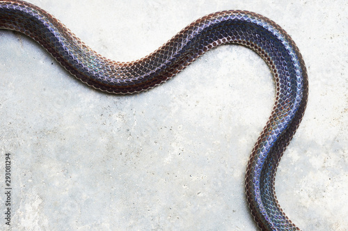 Snake body on cement floor, top view, copy space