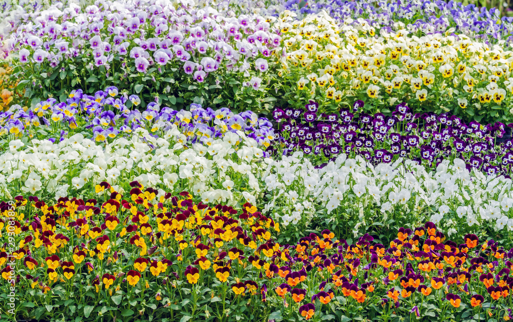 Group of colorful pansy flowers blossom in spring garden