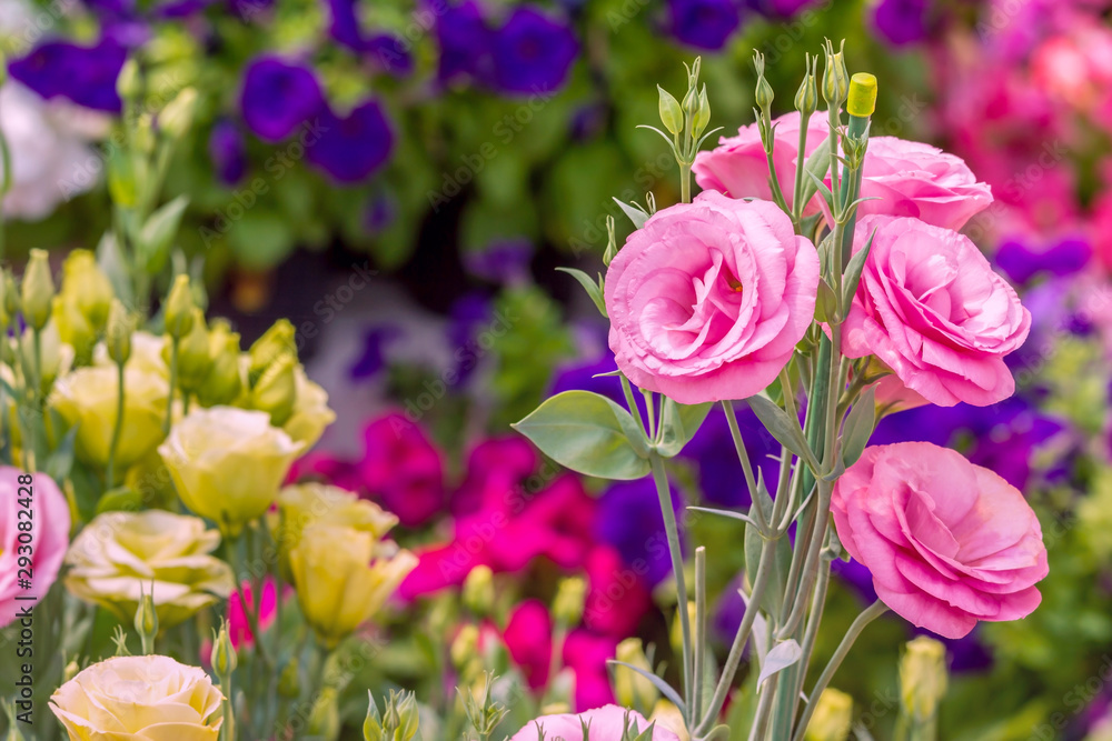 Close up of pink flowering lisianthus or eustoma plants blossom in flower garden Close up of pink flowering lisianthus or eustoma plants blossom in flower garden