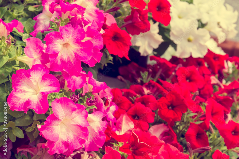 Pink petunia flowers in pots blossom in flower garden