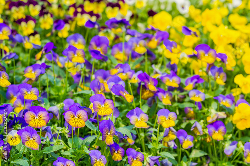 Group of yellow with purple color pansy flowers in spring garden