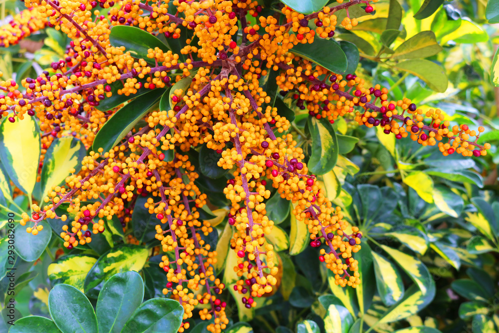 Beautiful orange fruits of the evergreen dwarf umbrella tree