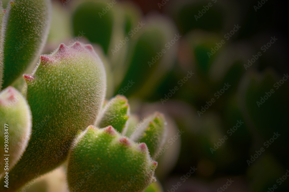 Beautiful green echeveria (cactus) close-up macro soft focus spring outdoor on a soft blurred background. Romantic soft gentle artistic image. Beautiful green echeveria (cactus) close-up macro soft focus spring outdoor on a soft blurred background. Romantic soft gentle artistic image.