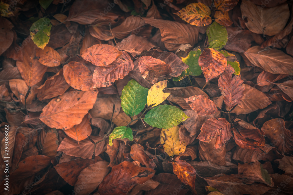 Papuk, Croatia, 31.10.2018. - Brown, yellow and green leaves on the ground in autumn Papuk, Croatia, 31.10.2018. - Brown, yellow and green leaves on the ground in autumn