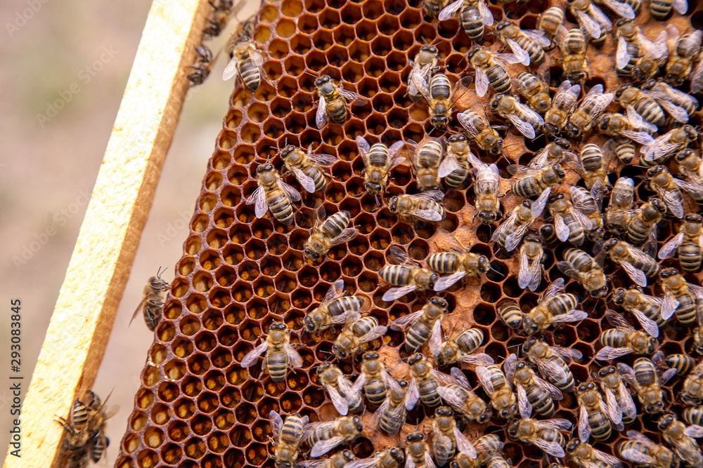 Working bees in a hive on honeycomb. Bees inside hive with sealed and open cells for their young.. Working bees in a hive on honeycomb. Bees inside hive with sealed and open cells for their young..