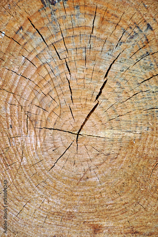 Fototapeta premium A cut of a tree trunk. Coniferous plant pine. The structure and texture of wood in cross section. 