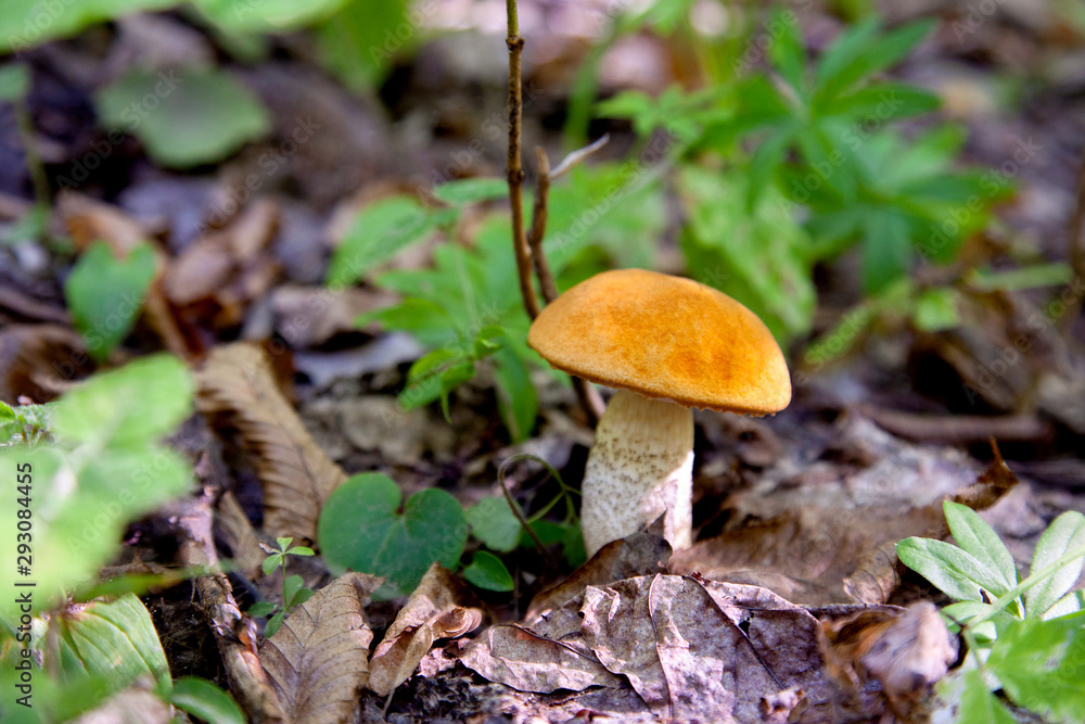 Single red boletus mushroom in the wild. Red boletus mushroom grows on the forest floor at autumn season.. Single red boletus mushroom in the wild. Red boletus mushroom grows on the forest floor at autumn season..