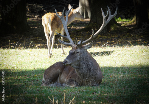 Fototapeta Naklejka Na Ścianę i Meble -  Jeleń 