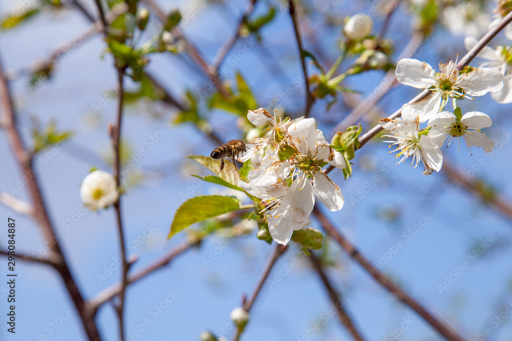 Honeybee on white flower of cherry tree collecting pollen and nectar to make sweet honey with medicinal benefits.. Honeybee on white flower of cherry tree collecting pollen and nectar to make sweet honey with medicinal benefits..
