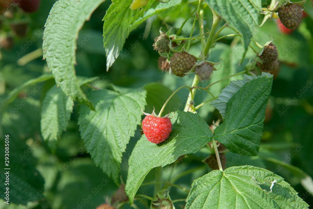 Ripe and unripe raspberry in the fruit garden. Growing natural bush of raspberry. Branch of raspberry in sunlight.. Ripe and unripe raspberry in the fruit garden. Growing natural bush of raspberry. Branch of raspberry in sunlight..