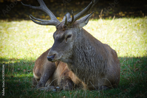 Fototapeta Naklejka Na Ścianę i Meble -  Jeleń 