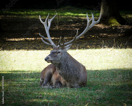 Fototapeta Naklejka Na Ścianę i Meble -  Jeleń