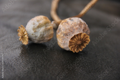 dried heads with seeds isolated on black background - poppy stems