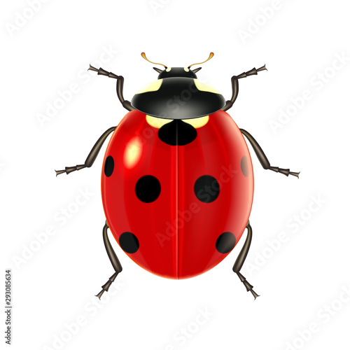 Realistic ladybug on a white background, ladybird for design and decoration. Vector. © gossip7