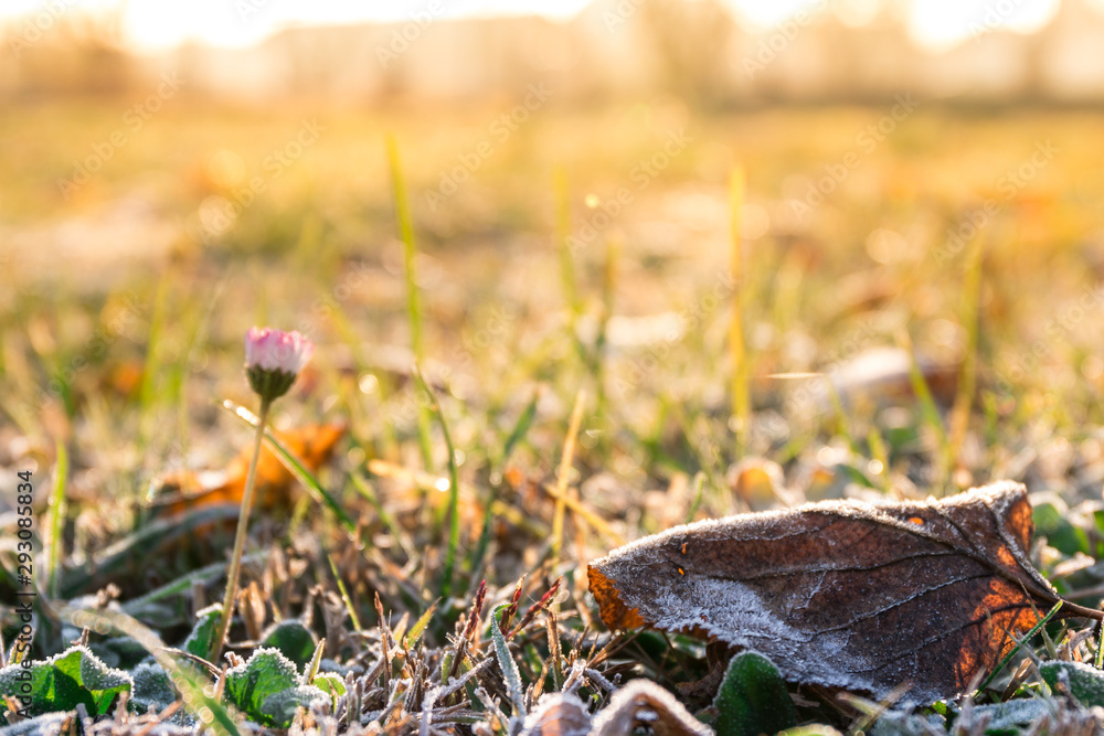 Croatia, 02.2019. - Frost on leaves and grass in early sunny winter morning
