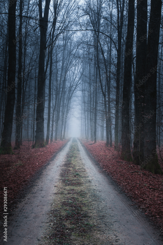 Obraz premium Slavonia region, Croatia, 09.02.2019. - Road in forest at early winter foggy 