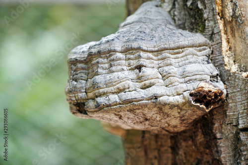 Close up of Fungus Domes Fomentarius growing on an tree trunk